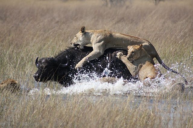 Lions hunting